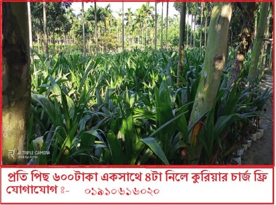 নতুন জাতের ভিয়েতনামের সিয়ামগ্রীন নারিকেল চারা